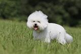 BICHON FRISE 454